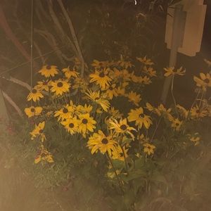 Meet your Posher, Patty